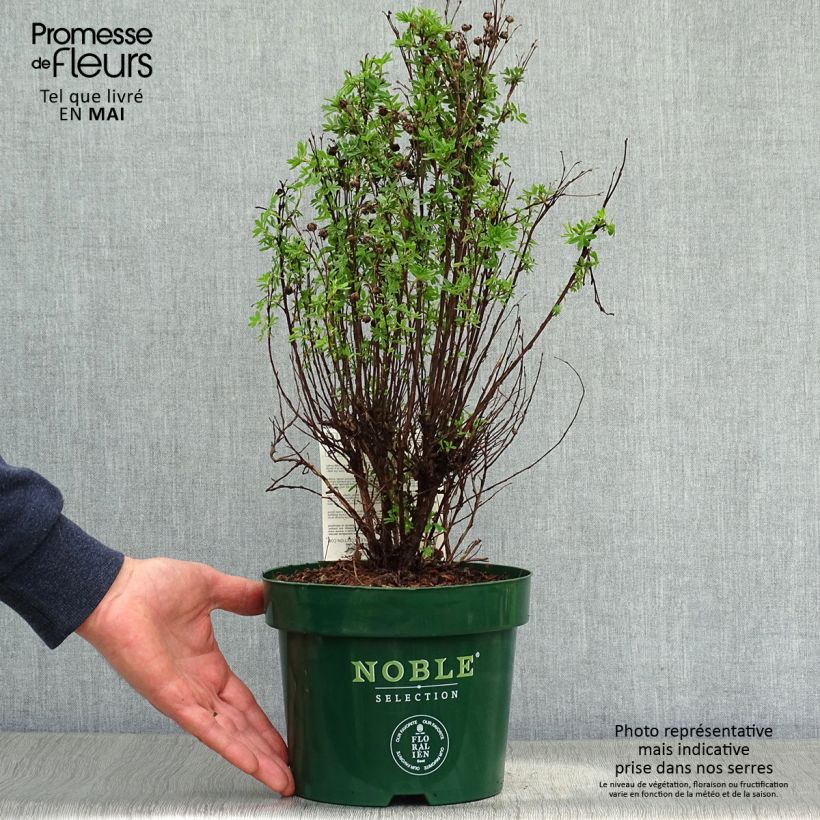 Potentilla fruticosa Mango Tango - Shrubby Cinquefoil 2L/3L pot sample as delivered in spring