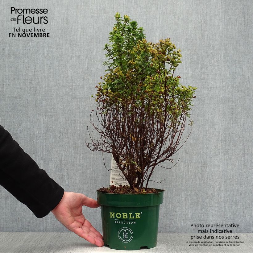 Potentilla fruticosa Mango Tango - Shrubby Cinquefoil 2L/3L pot sample as delivered in autumn
