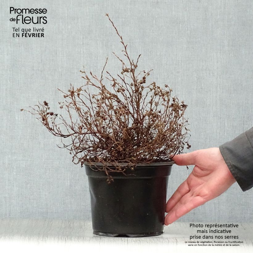 Potentilla fruticosa Marian Red Robin - Shrubby Cinquefoil 1L/1.5L pot sample as delivered in winter