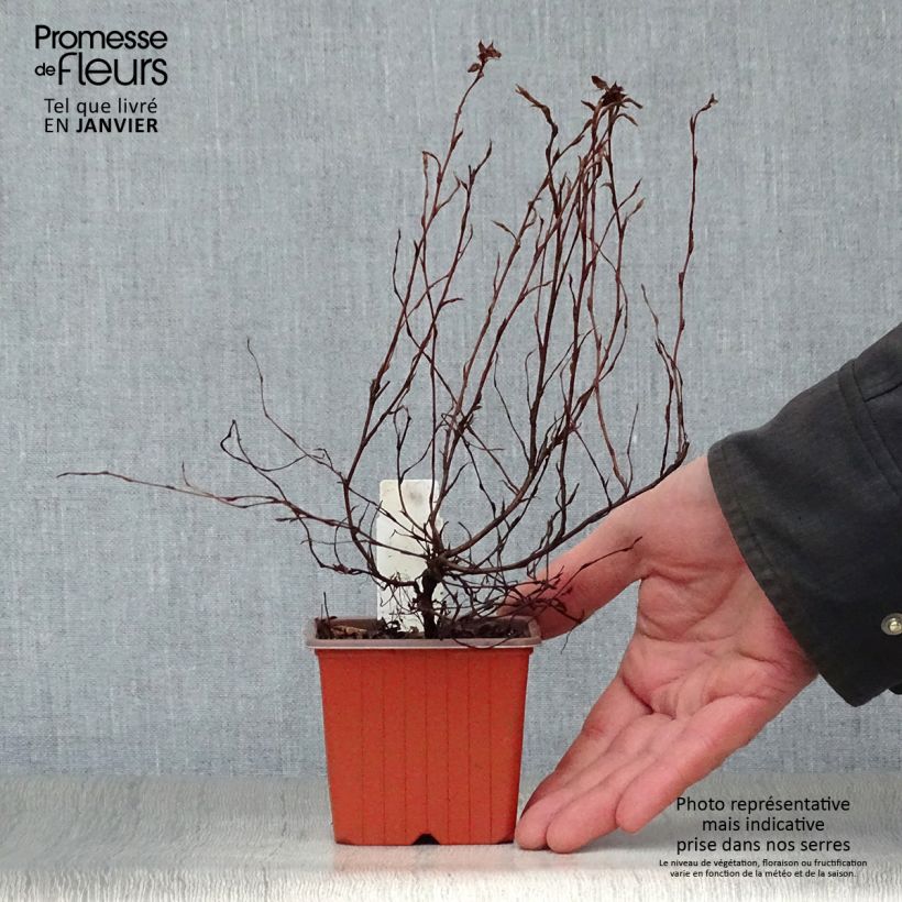 Potentilla fruticosa Red Ace - Shrubby Cinquefoil 8/9 cm pot sample as delivered in winter
