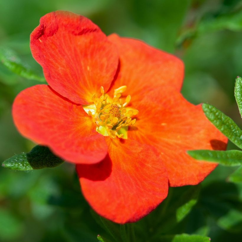 Potentilla fruticosa Red Joker - Shrubby Cinquefoil (Flowering)