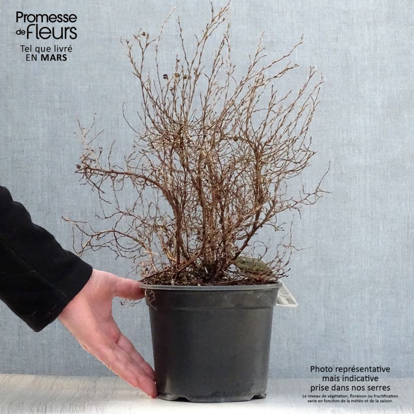 Potentilla fruticosa Tangerine - Shrubby Cinquefoil 2L/3L pot sample as delivered in spring