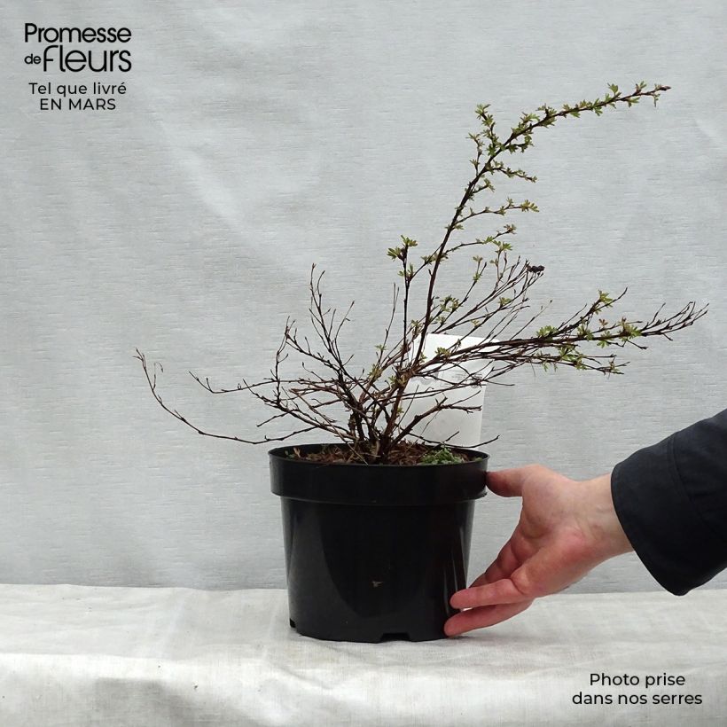 Potentilla fruticosa White Lady - Shrubby Cinquefoil 3L/4L pot sample as delivered in spring