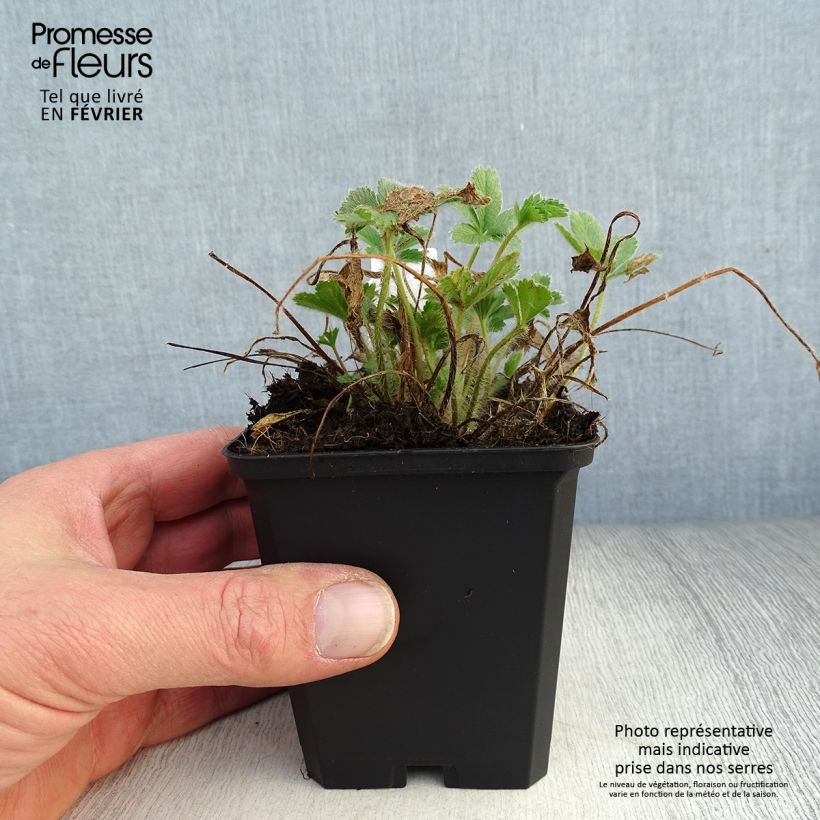 Potentilla nepalensis Miss Willmott - Cinquefoil 8/9 cm pot sample as delivered in winter