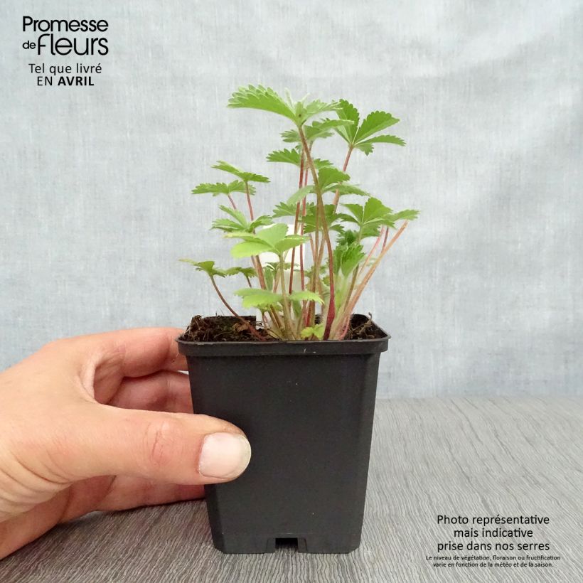 Potentilla nepalensis Miss Willmott - Cinquefoil 8/9 cm pot sample as delivered in spring