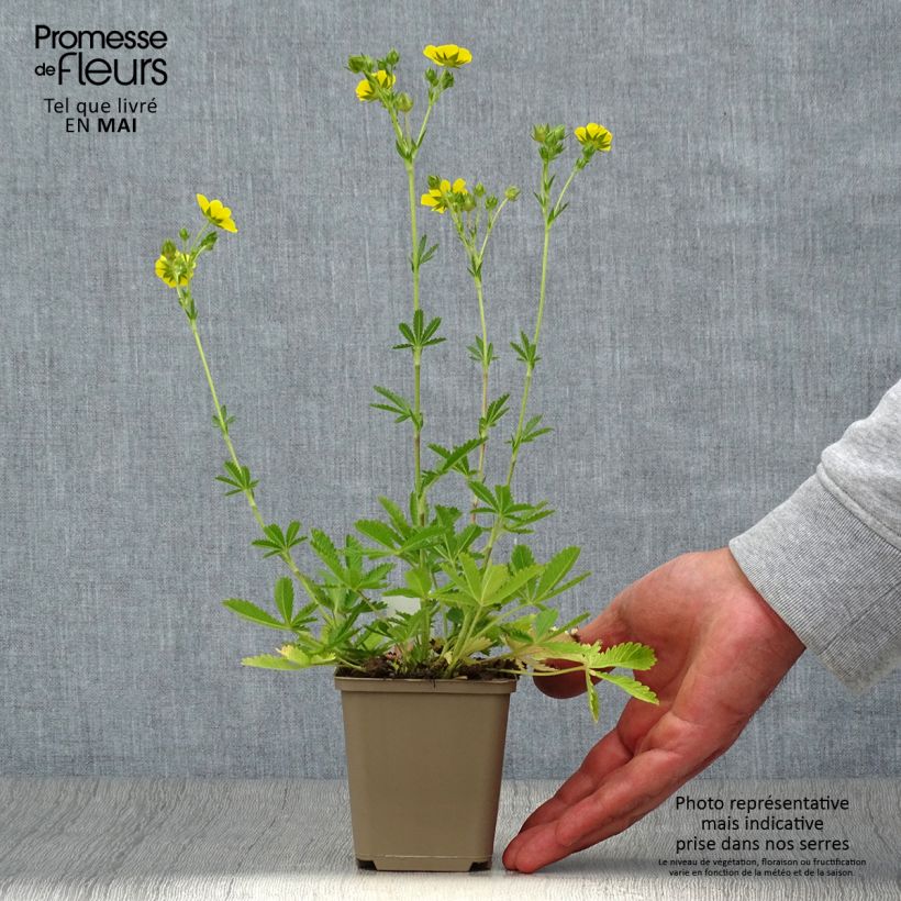 Potentilla recta Warrenii - Cinquefoil 8/9 cm pot sample as delivered in spring