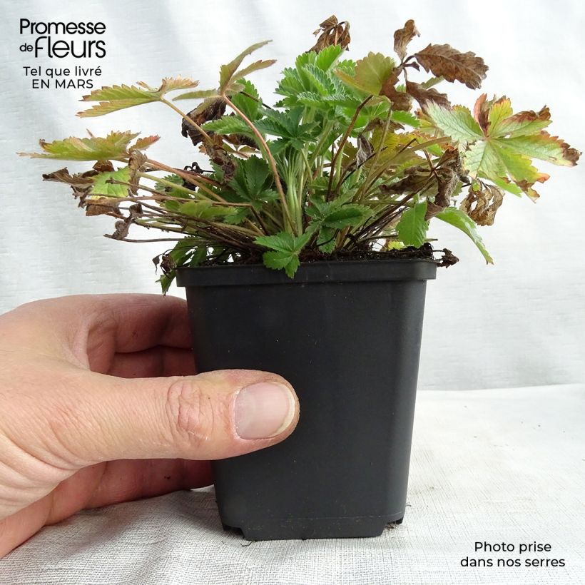 Potentilla recta var. sulphurea - Cinquefoil 8/9 cm pot sample as delivered in spring