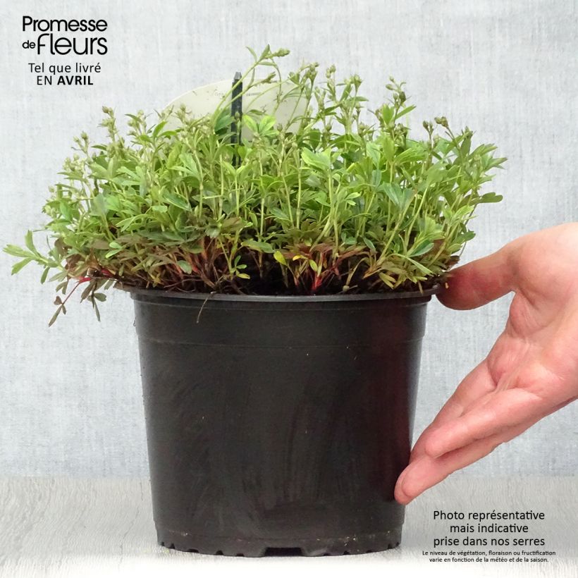 Potentilla tridentata Nuuk - Cinquefoil 1.5L/2L pot sample as delivered in spring
