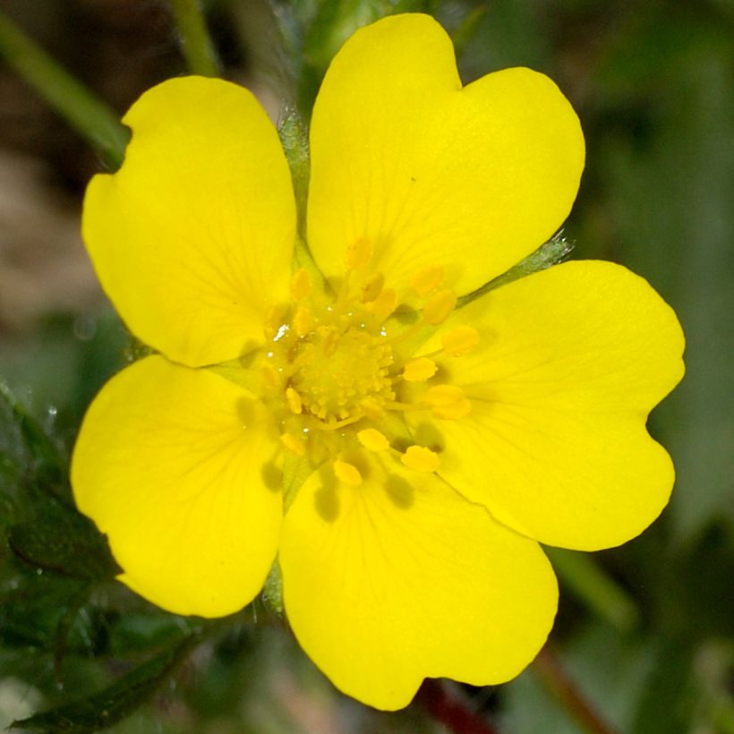 Potentilla verna - Cinquefoil (Flowering)