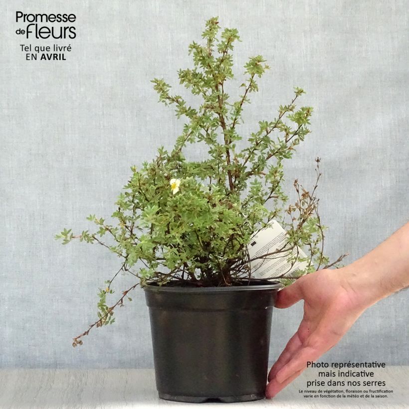 Potentilla fruticosa Primrose Beauty - Shrubby Cinquefoil 2L/3L pot sample as delivered in spring