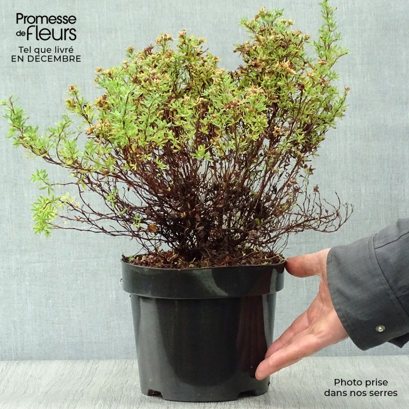 Potentilla fruticosa Bella Sol - Shrubby Cinquefoil 2L/3L pot sample as delivered in winter