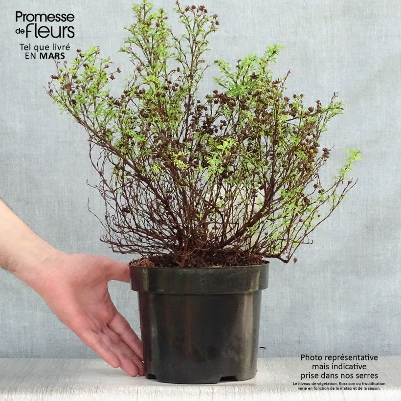 Potentilla fruticosa Bella Sol - Shrubby Cinquefoil 2L/3L pot sample as delivered in spring
