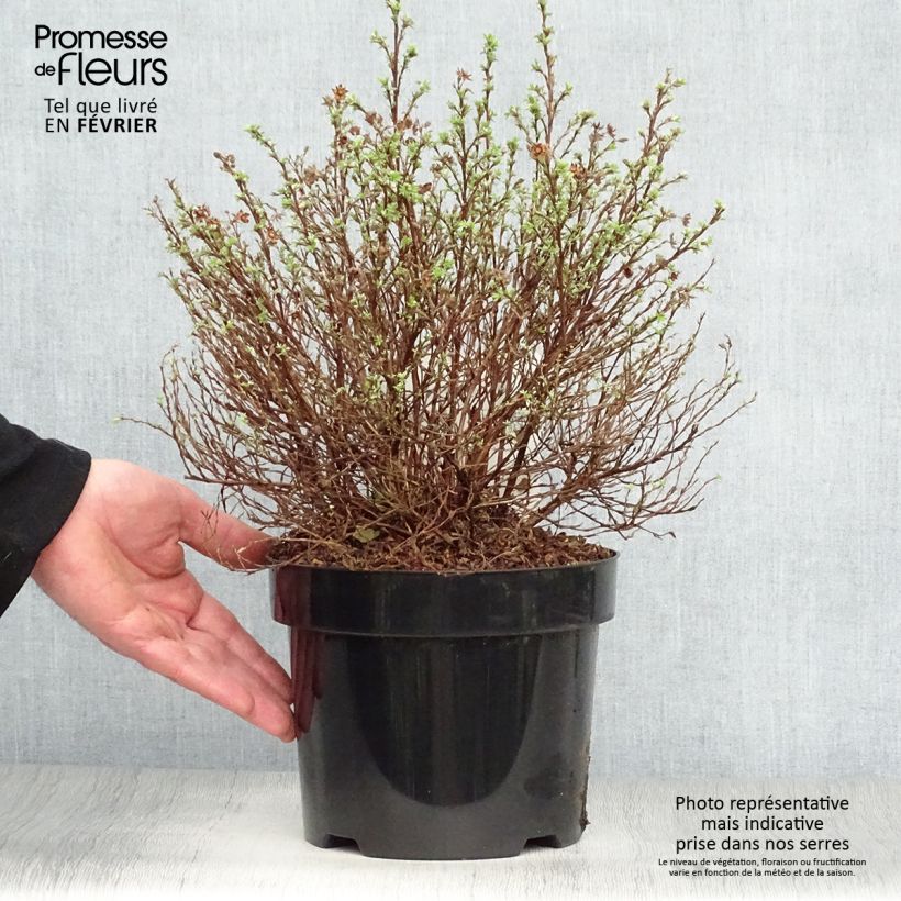 Potentilla fruticosa Kobold - Shrubby Cinquefoil 3L/4L pot sample as delivered in winter
