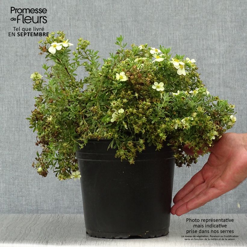 Potentilla fruticosa Creamissima - Shrubby Cinquefoil 4L/5L pot sample as delivered in autumn