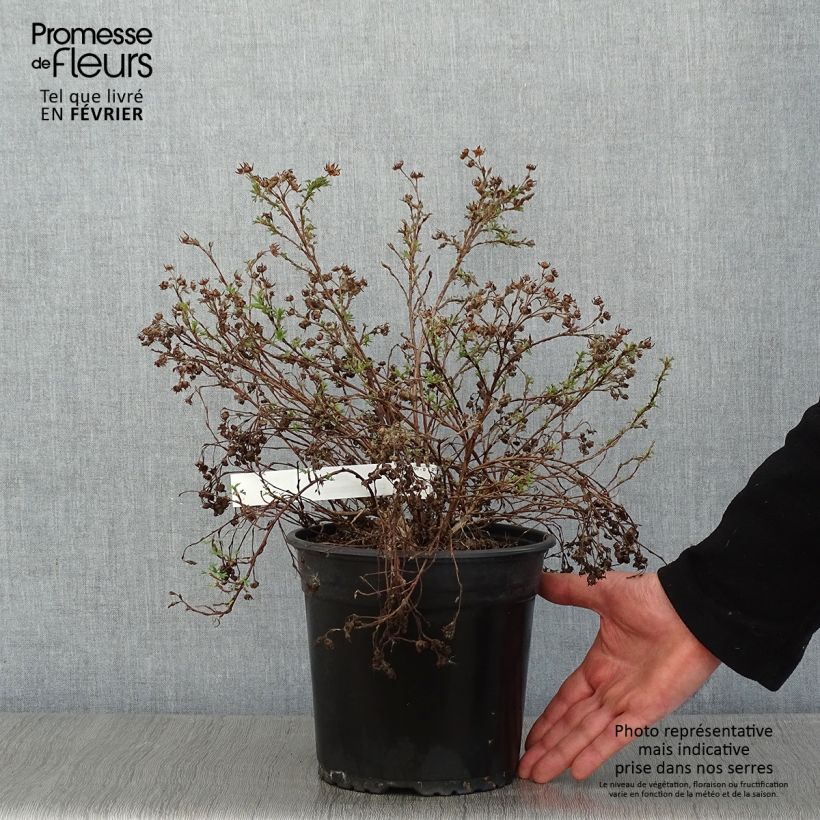Potentilla fruticosa Creamissima - Shrubby Cinquefoil 4L/5L pot sample as delivered in winter