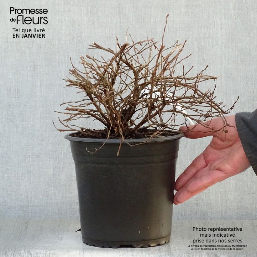 Potentilla fruticosa Double Punch Cream - Shrubby Cinquefoil 3L/4L pot sample as delivered in winter