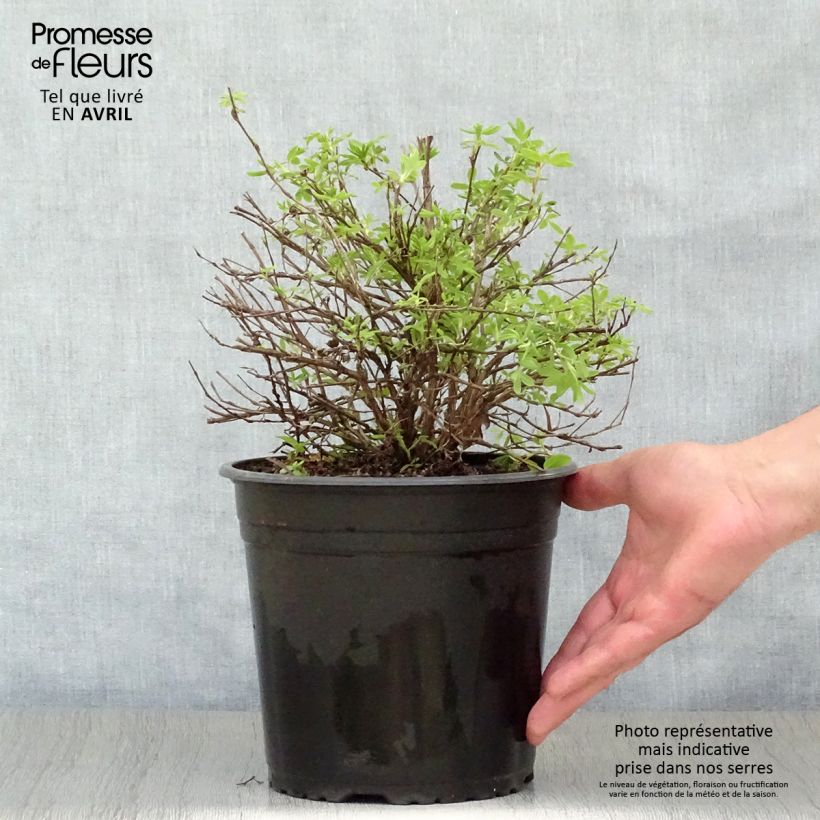 Potentilla fruticosa Double Punch Cream - Shrubby Cinquefoil 3L/4L pot sample as delivered in spring