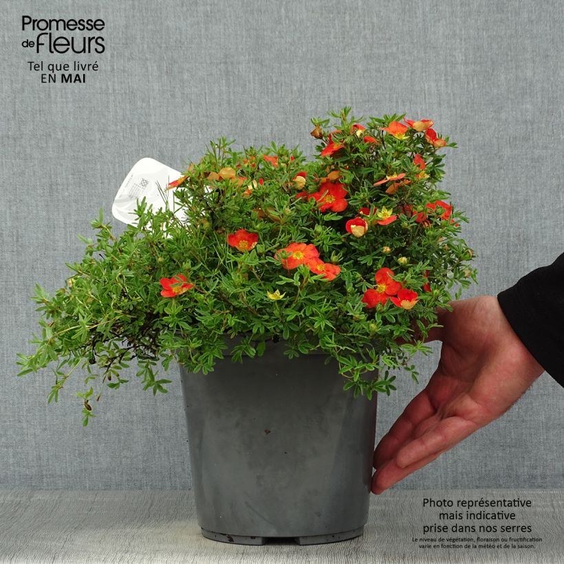 Potentilla fruticosa Red Joker - Shrubby Cinquefoil 3L/4L pot sample as delivered in spring
