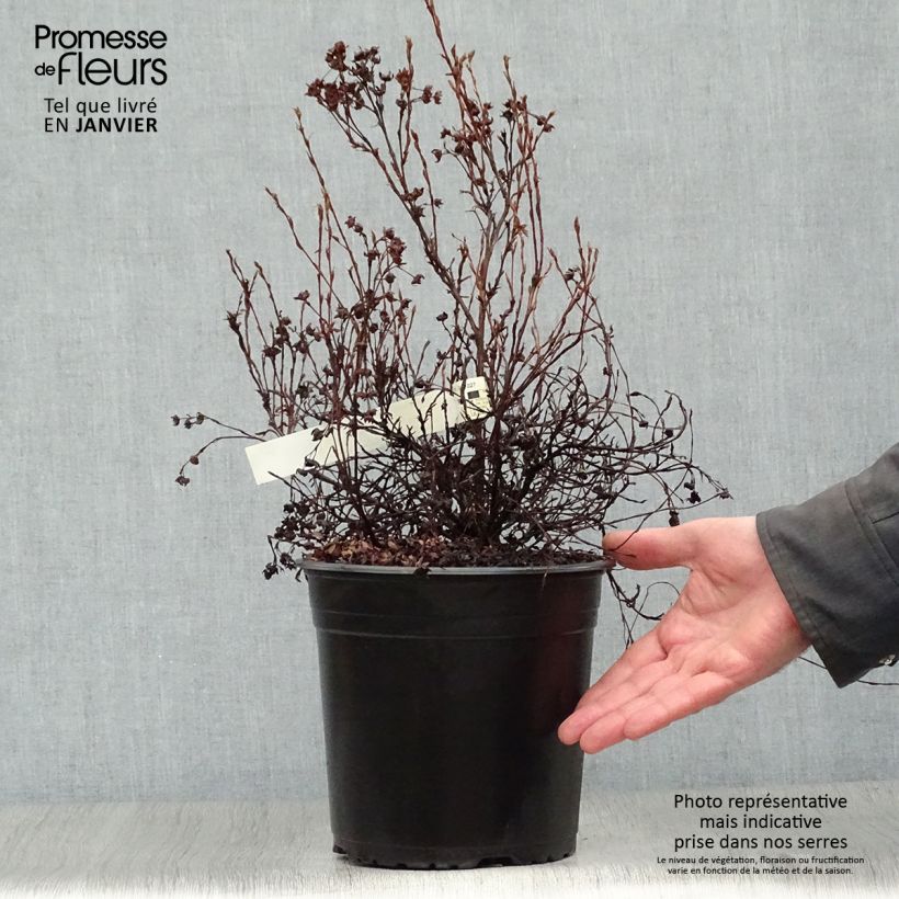 Potentilla fruticosa Redissima - Shrubby Cinquefoil 4L/5L pot sample as delivered in winter