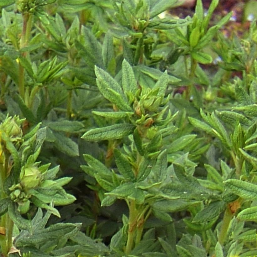 Potentilla fruticosa Red Lady - Shrubby Cinquefoil (Foliage)