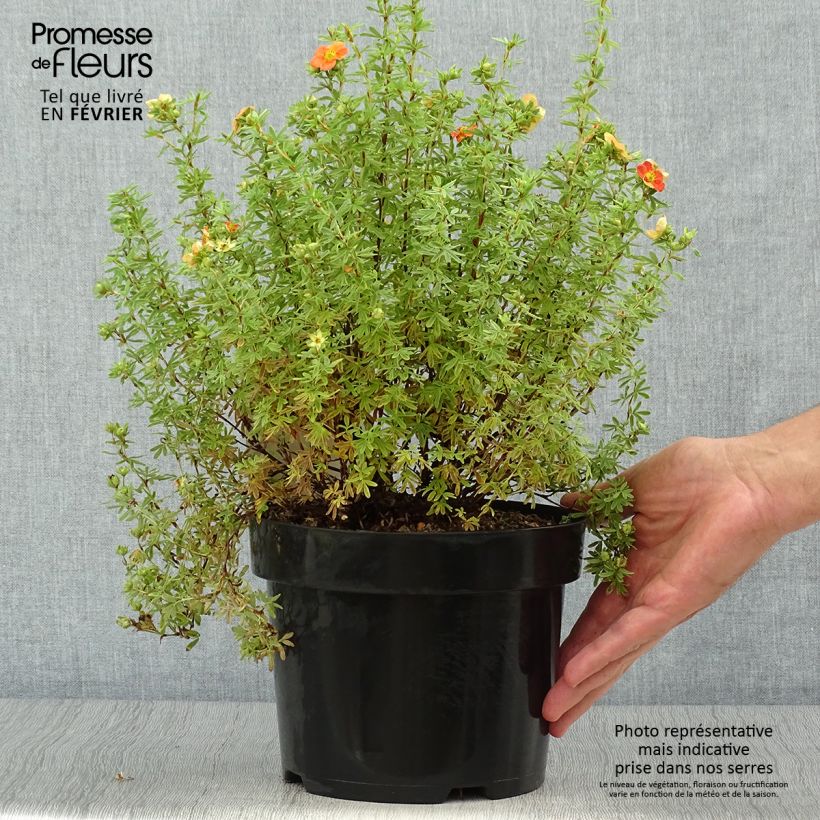 Potentilla fruticosa Orangissima - Shrubby Cinquefoil 4L/5L pot sample as delivered in autumn
