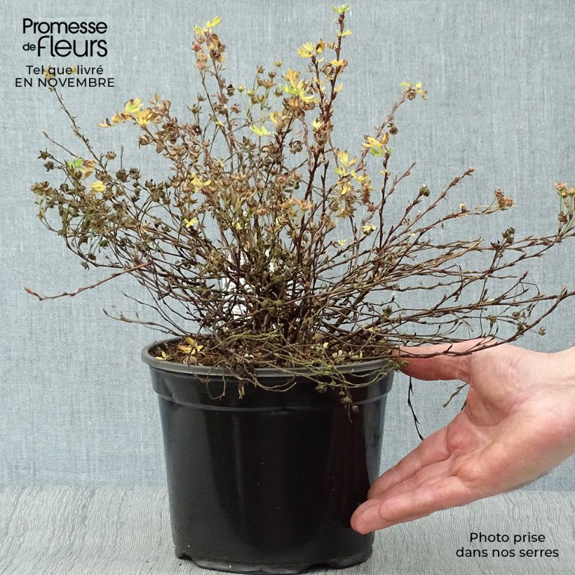 Potentilla fruticosa Abbotswood - Shrubby Cinquefoil 2L/3L pot sample as delivered in autumn
