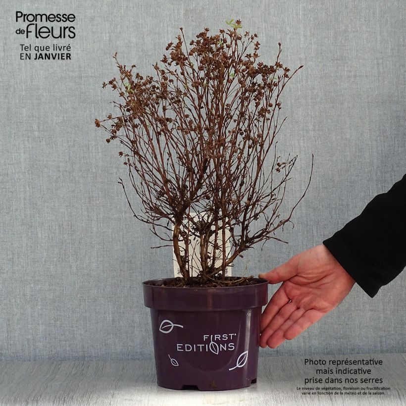 Potentilla fruticosa Mandarin Tango - Shrubby Cinquefoil 2L/3L pot sample as delivered in winter