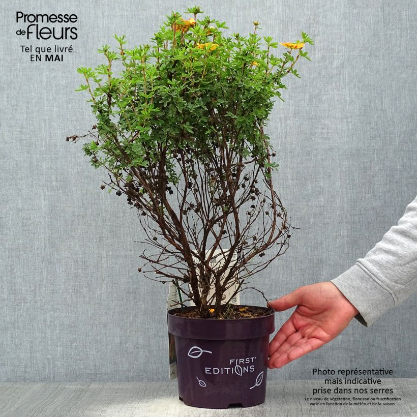 Potentilla fruticosa Mandarin Tango - Shrubby Cinquefoil 2L/3L pot sample as delivered in spring