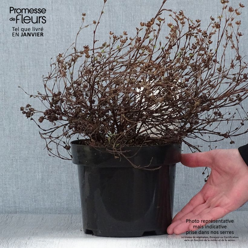 Potentilla fruticosa Medicine Wheel Mountain - Shrubby Cinquefoil 2L/3L pot sample as delivered in winter