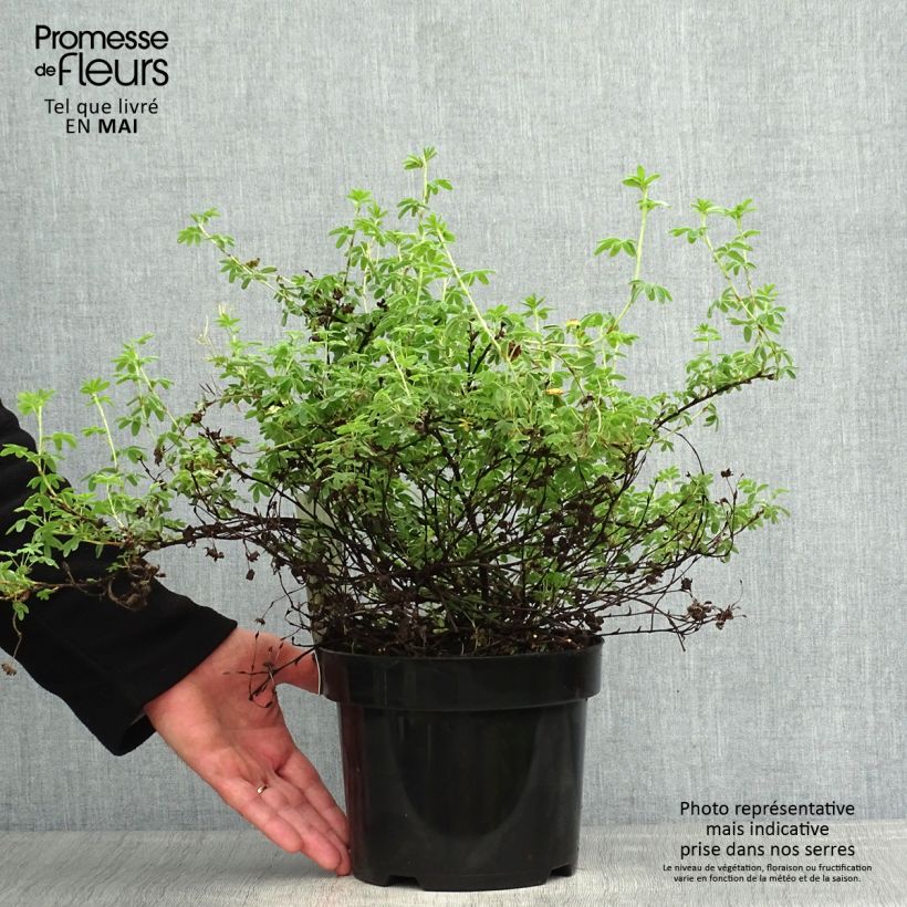 Potentilla fruticosa Medicine Wheel Mountain - Shrubby Cinquefoil 2L/3L pot sample as delivered in spring