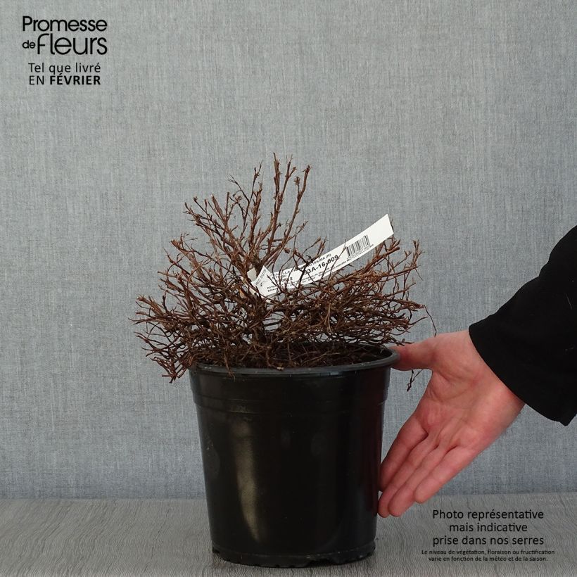 Potentilla fruticosa Orangissima - Shrubby Cinquefoil 4L/5L pot sample as delivered in winter