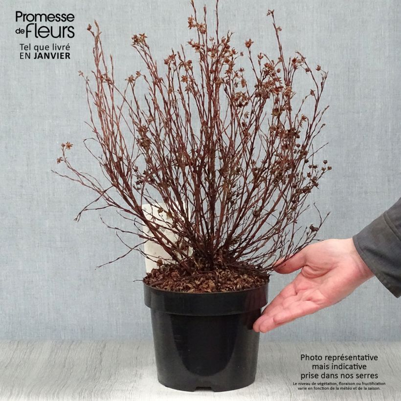Potentilla fruticosa Pink Paradise - Shrubby Cinquefoil 2L/3L pot sample as delivered in winter