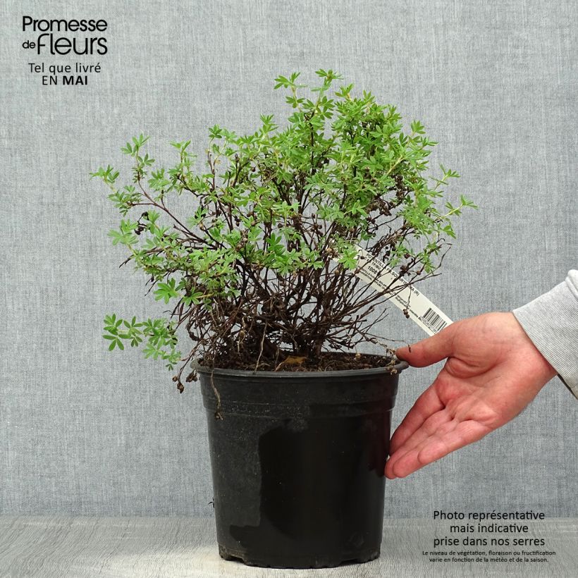 Potentilla fruticosa Solarissima - Shrubby Cinquefoil 4L/5L pot sample as delivered in spring