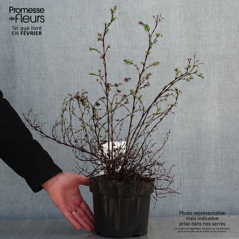 Example of Potentilla fruticosa Sommerflor - Shrubby Cinquefoil 2L/3L pot as you get in hiver
