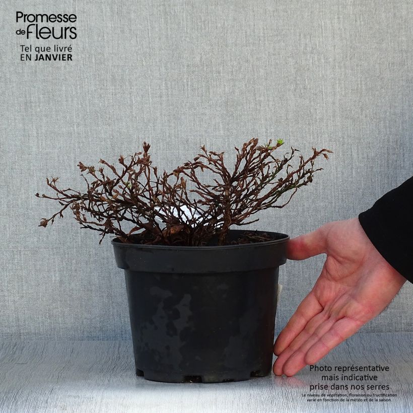 Potentilla fruticosa Tilford Cream - Shrubby Cinquefoil 2L/3L pot sample as delivered in winter