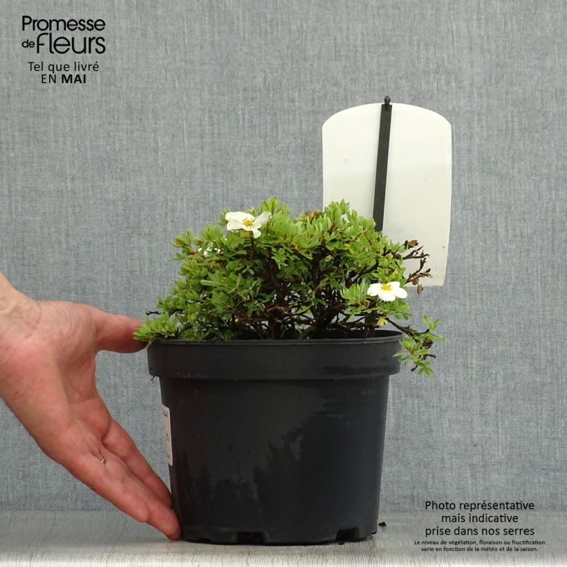 Potentilla fruticosa Tilford Cream - Shrubby Cinquefoil 2L/3L pot sample as delivered in spring