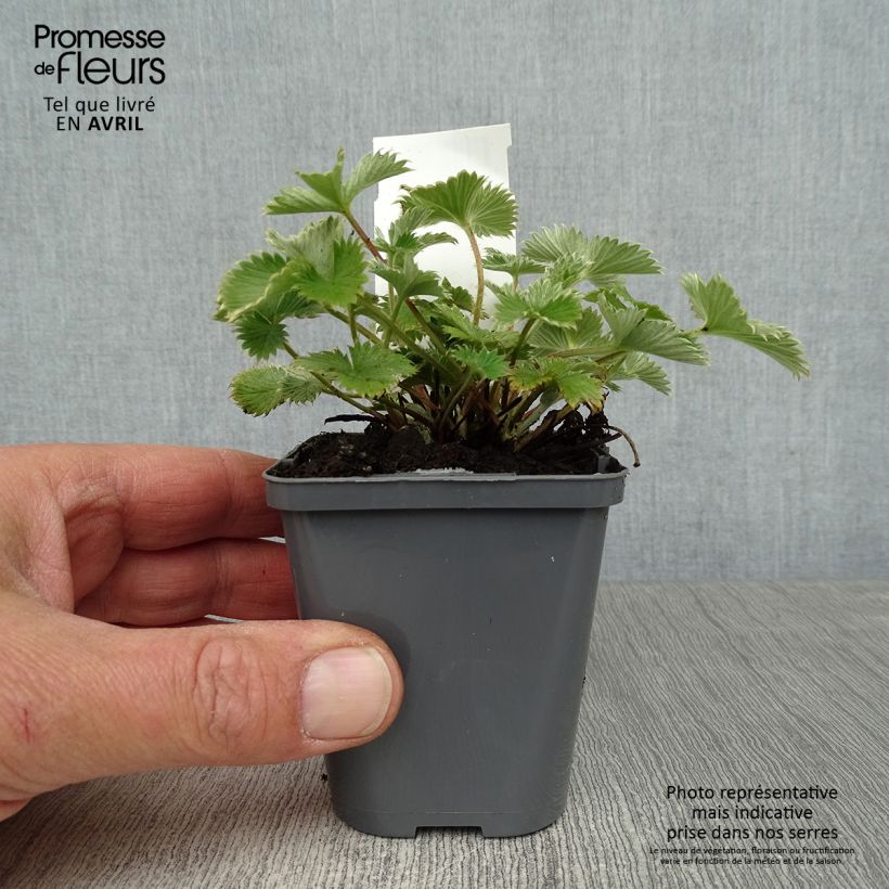 Potentilla Gibsons Scarlet - Cinquefoil 8/9 cm pot sample as delivered in spring