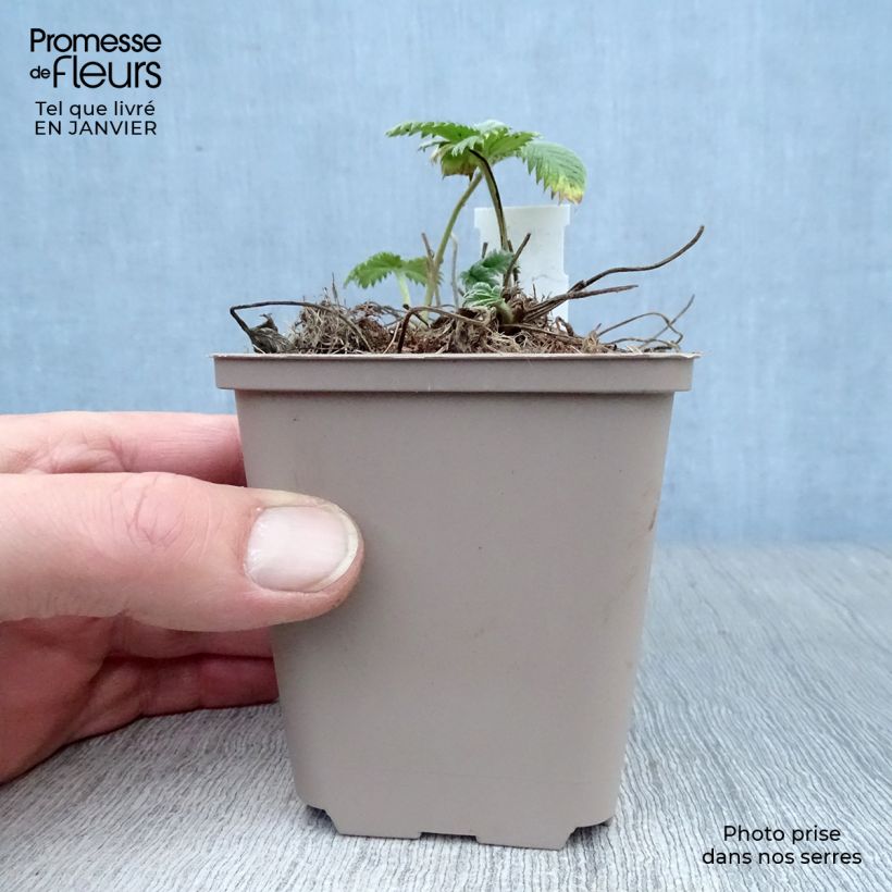 Potentilla William Rollison - Cinquefoil 8/9 cm pot sample as delivered in winter