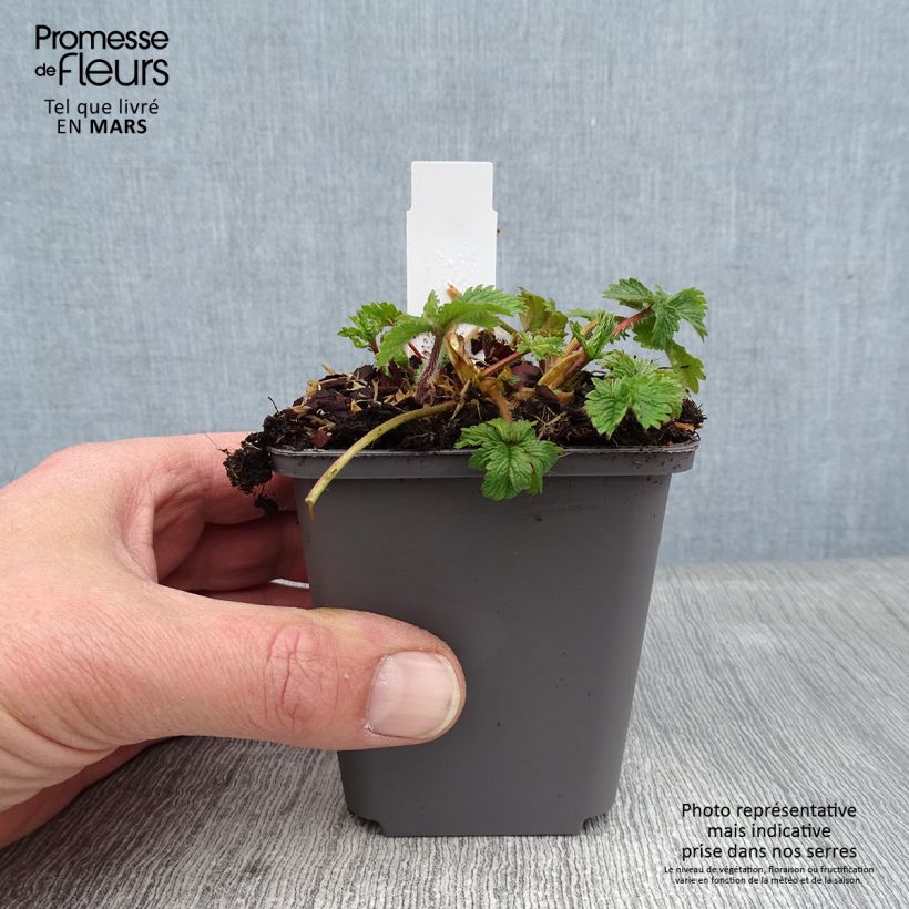 Potentilla hopwoodiana - Cinquefoil 8/9 cm pot sample as delivered in winter
