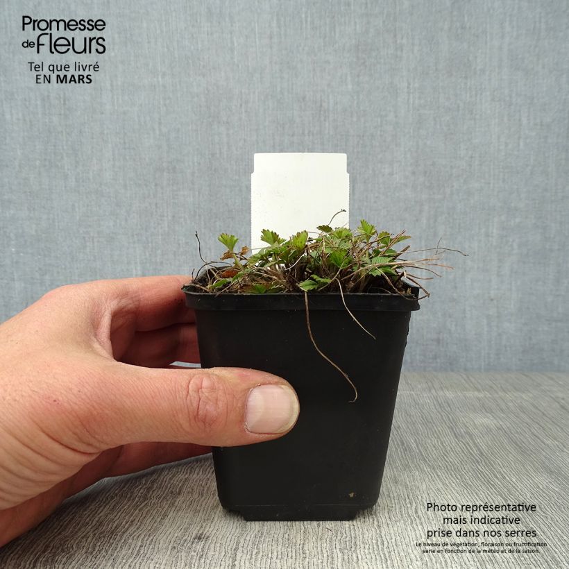 Potentilla x tonguei - Cinquefoil 8/9 cm pot sample as delivered in spring