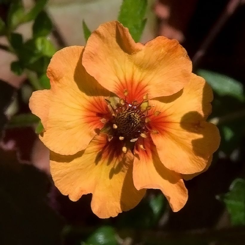 Potentilla x tonguei - Cinquefoil (Flowering)