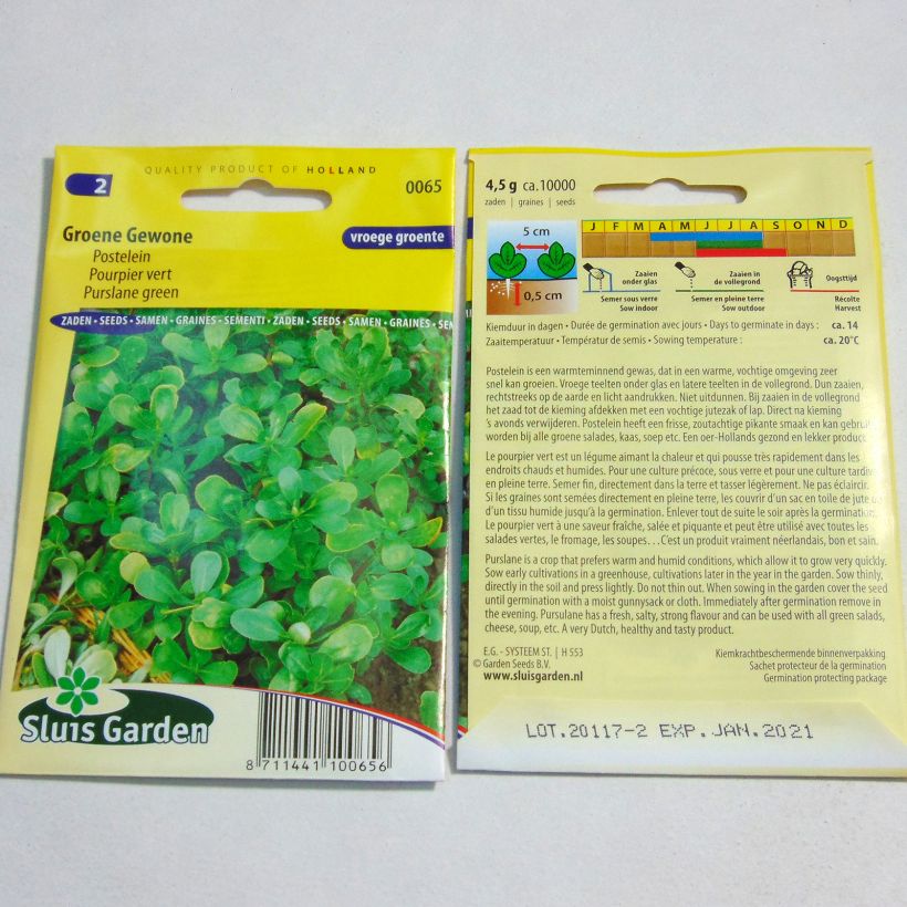 Example of Green Purslane - Portulaca oleracea per pack of 10000 seeds (4g) specimen as delivered