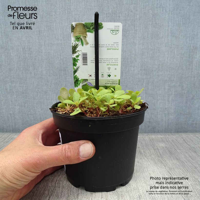 Green or common Purslane - Portulaca oleracea 1.5L/2L pot sample as delivered in spring