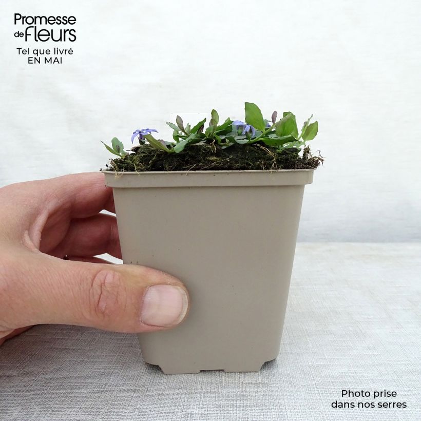 Pratia pedunculata County Park 8/9 cm pot sample as delivered in spring