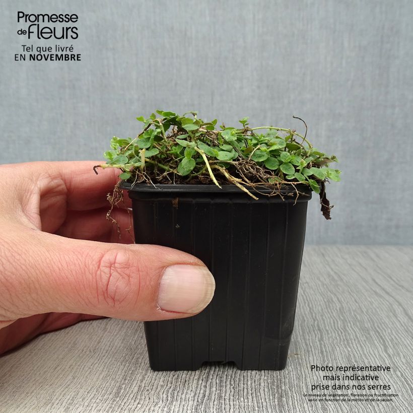 Pratia pedunculata 8/9 cm pot sample as delivered in autumn