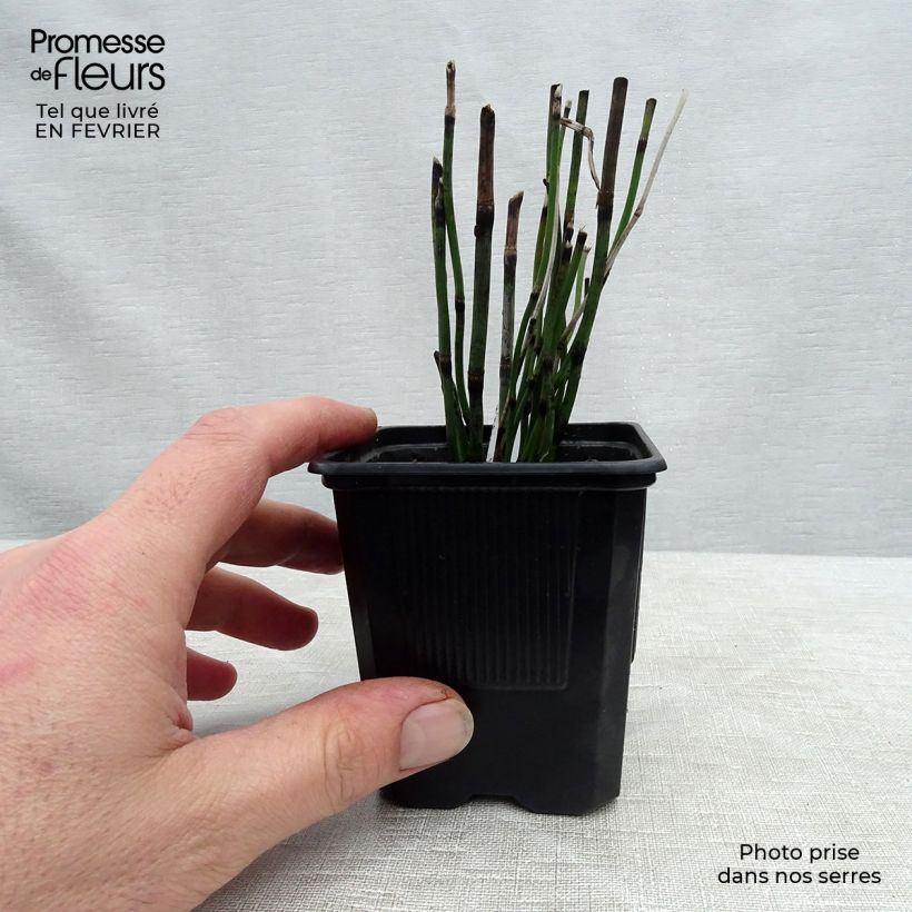 Equisetum hyemale 8/9 cm pot sample as delivered in winter