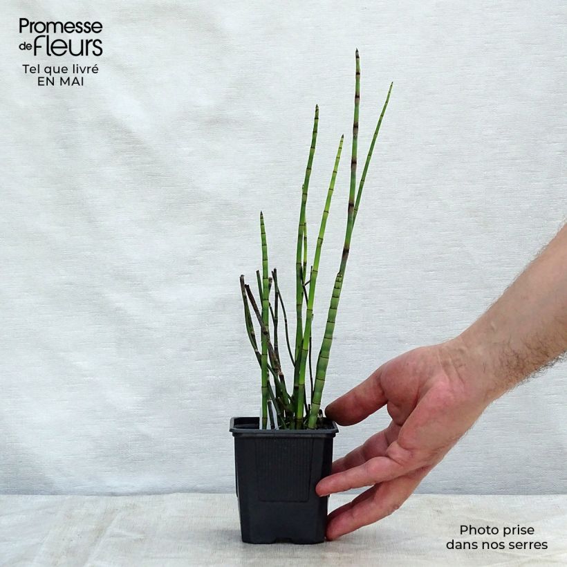 Equisetum hyemale 8/9 cm pot sample as delivered in spring