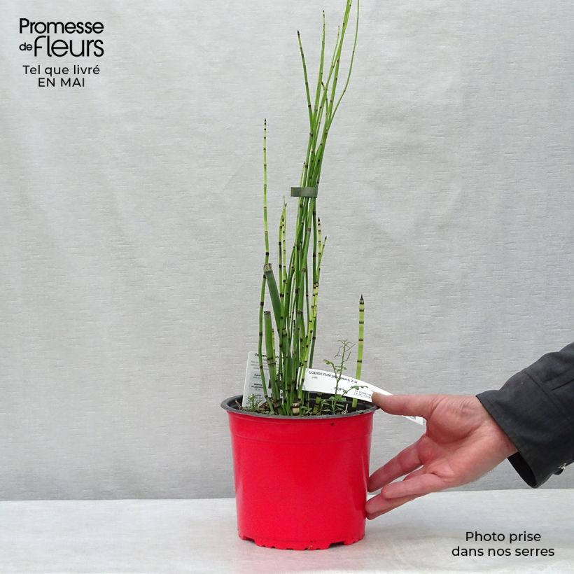 Equisetum hyemale 2L/3L pot sample as delivered in spring