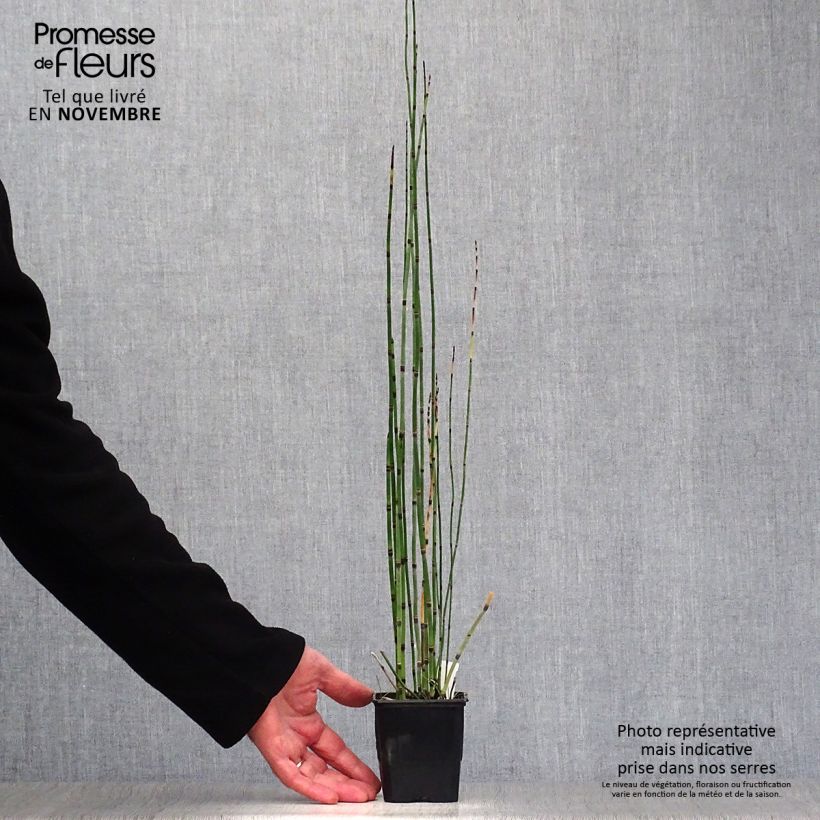 Equisetum hyemale 8/9 cm pot sample as delivered in autumn