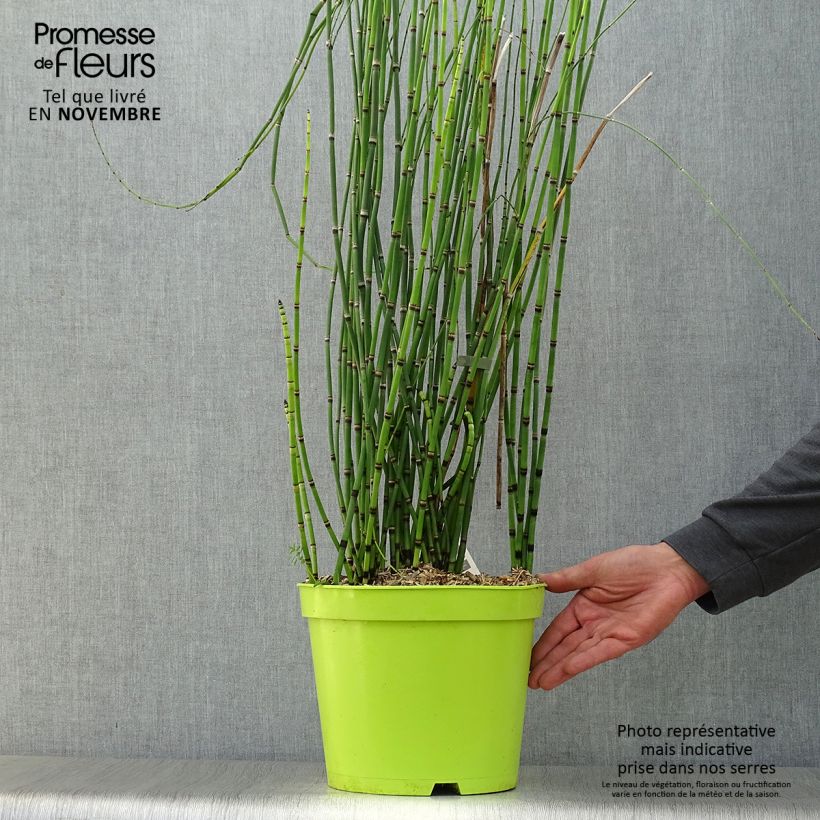 Equisetum hyemale 7.5L/10L pot sample as delivered in autumn